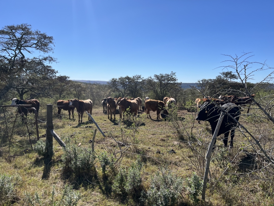 0 Bedroom Property for Sale in Stutterheim Rural Eastern Cape